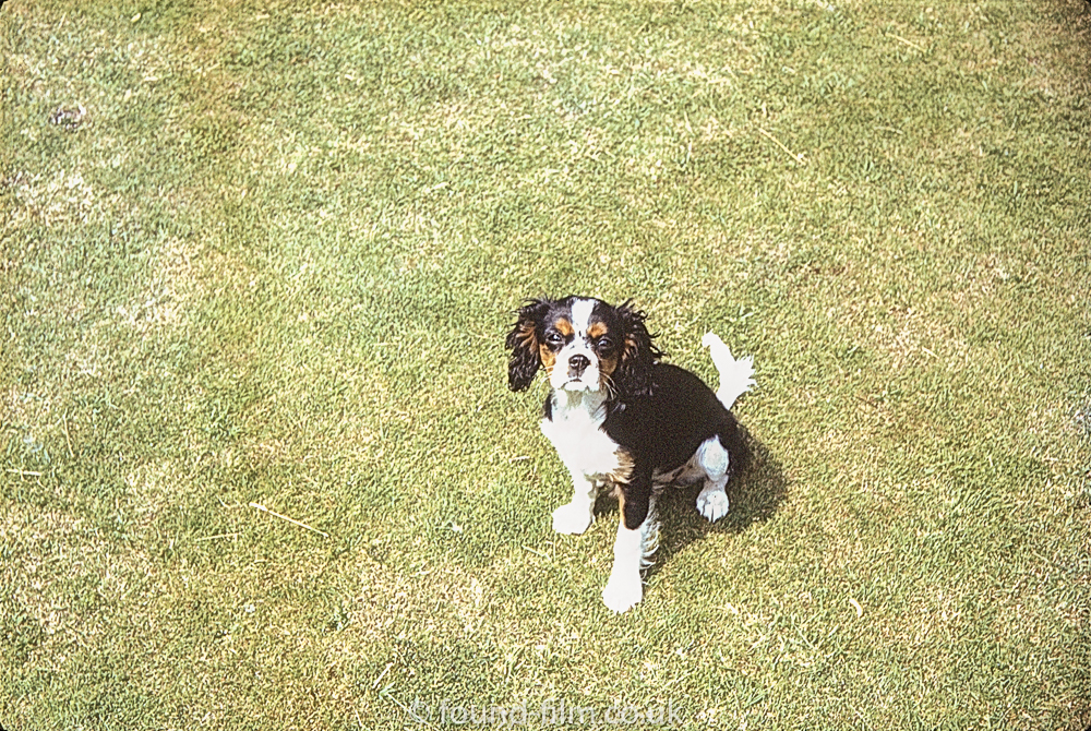 Photo of a pet dog taken in July 1972