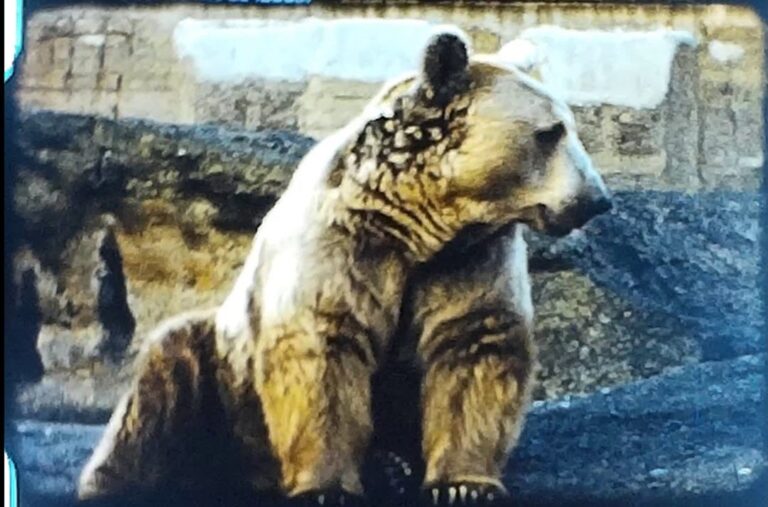 A still image from a vintage home movie shot in the early 1960s at London Zoo