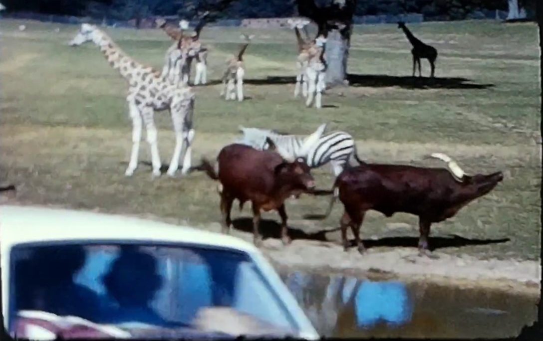 A still image from a vintage home movie taken at Plymouth Zoo and Longleat safari park in the late 1960s