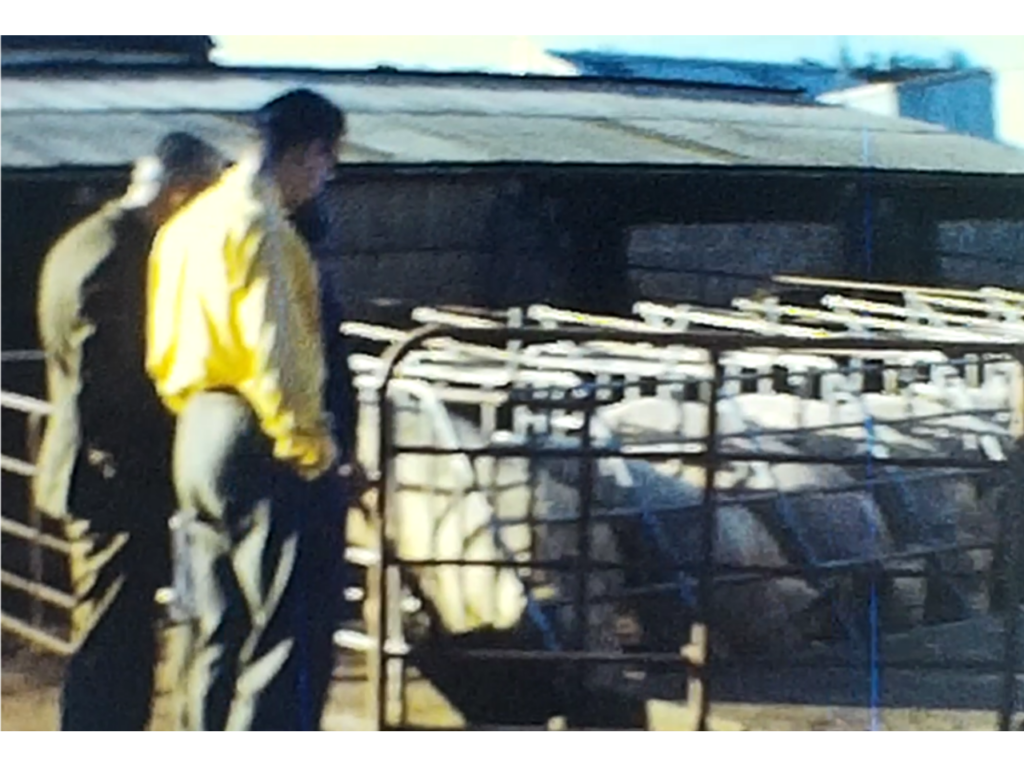 pigs in pens at a livestock farm 1