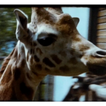 A Still image from a vintage home movie taken at Dudley Zoo in the 1960s