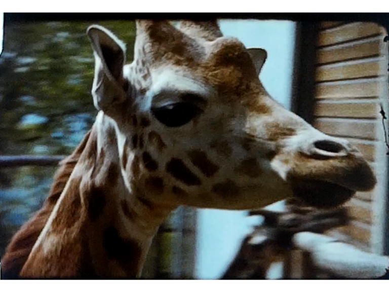 A Still image from a vintage home movie taken at Dudley Zoo in the 1960s