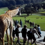 A Still image of a Giraffe at Longleat during a Cub Scout games event