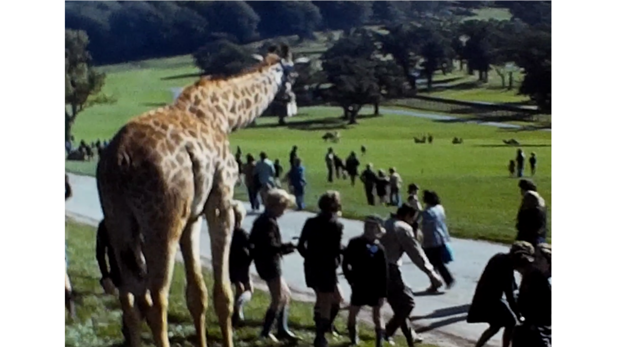 A Still image of a Giraffe at Longleat during a Cub Scout games event