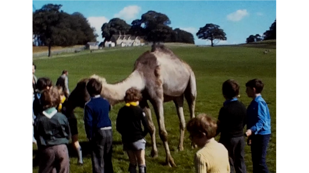 Camel at Longleat