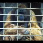 A still image of an Orangutan from a super 8 home movie taken in Jersey Zoo
