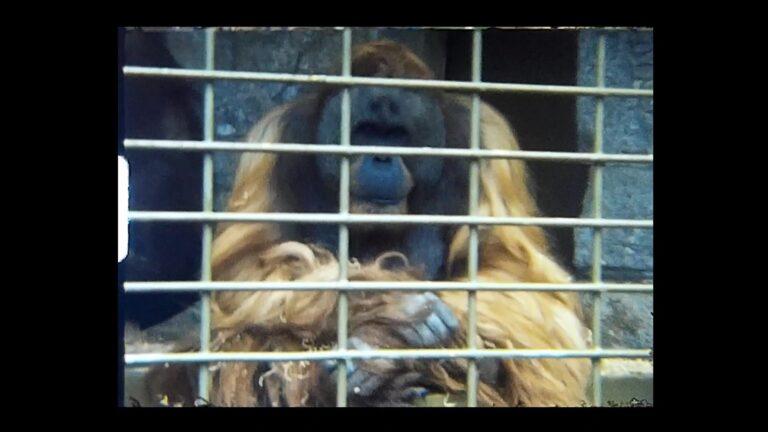 A still image of an Orangutan from a super 8 home movie taken in Jersey Zoo