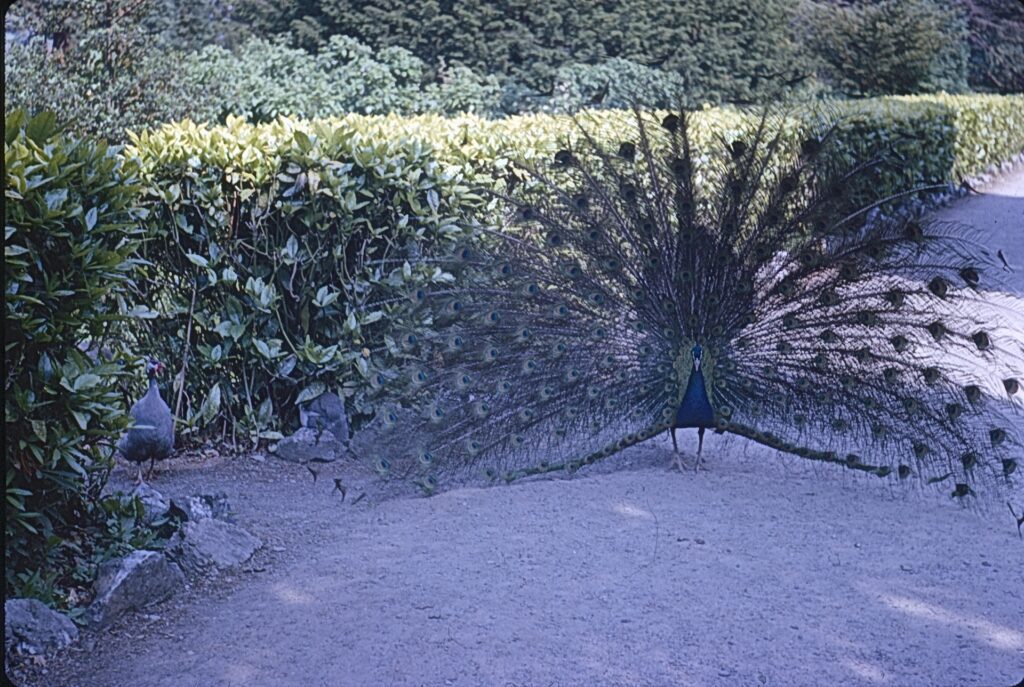 a peacock displaying