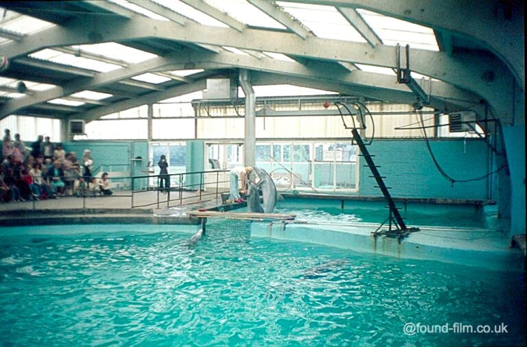 An image from a Dolphin show