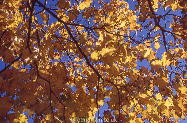 Autum leaves