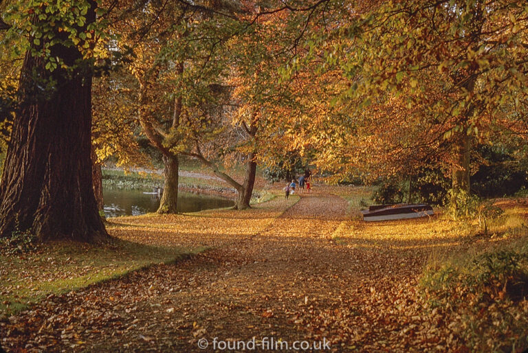 Autumn Trees