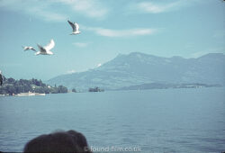 birds at the lake