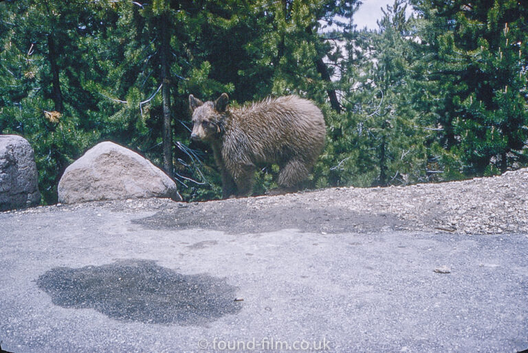 Brown Bear