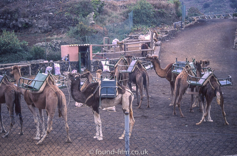 Camels in Tenerife