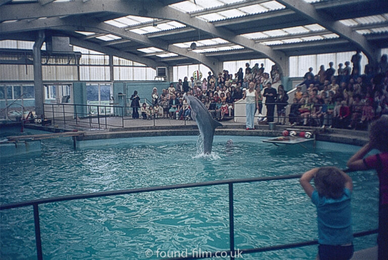 Dolphin performing tail walk tricks