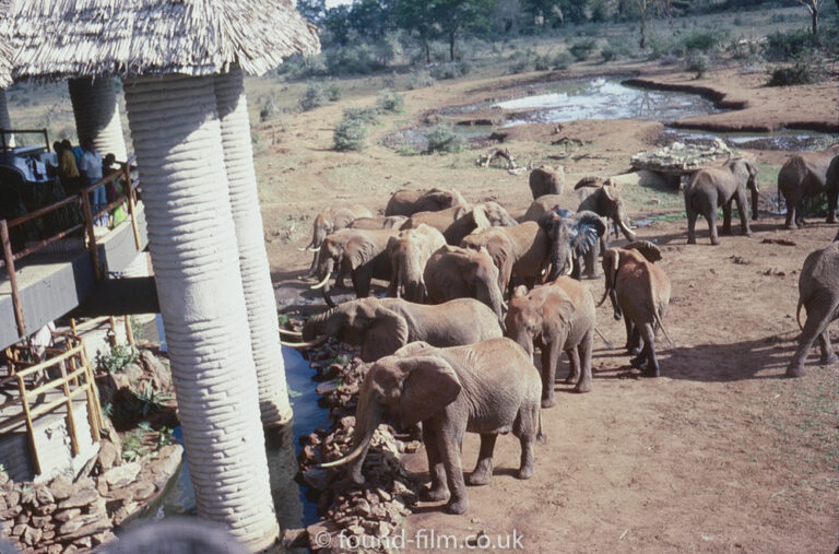 elephants-at-salt-lick