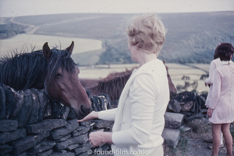 feeding-a-horse.jpg