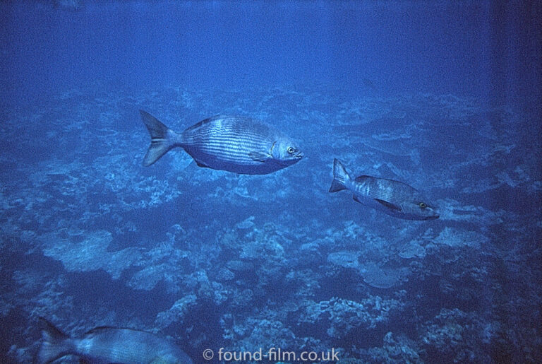 Fish underwater – May 1992