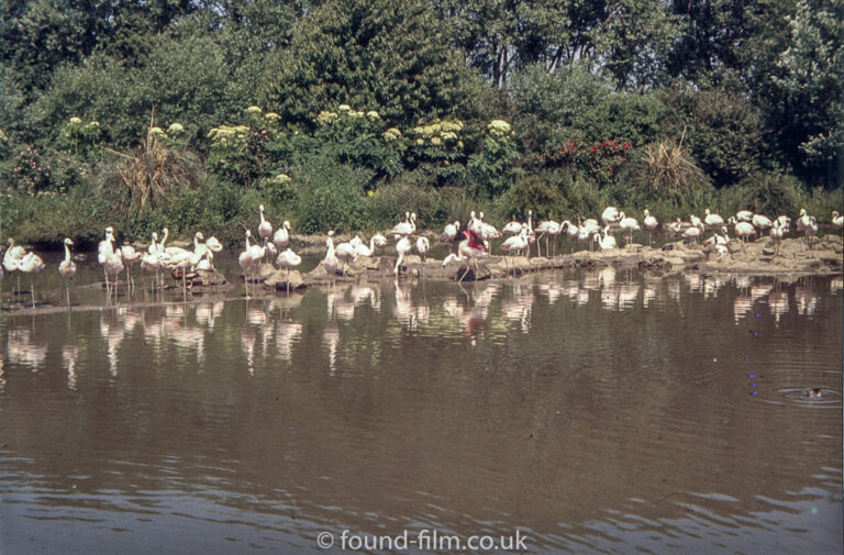 Flamingos