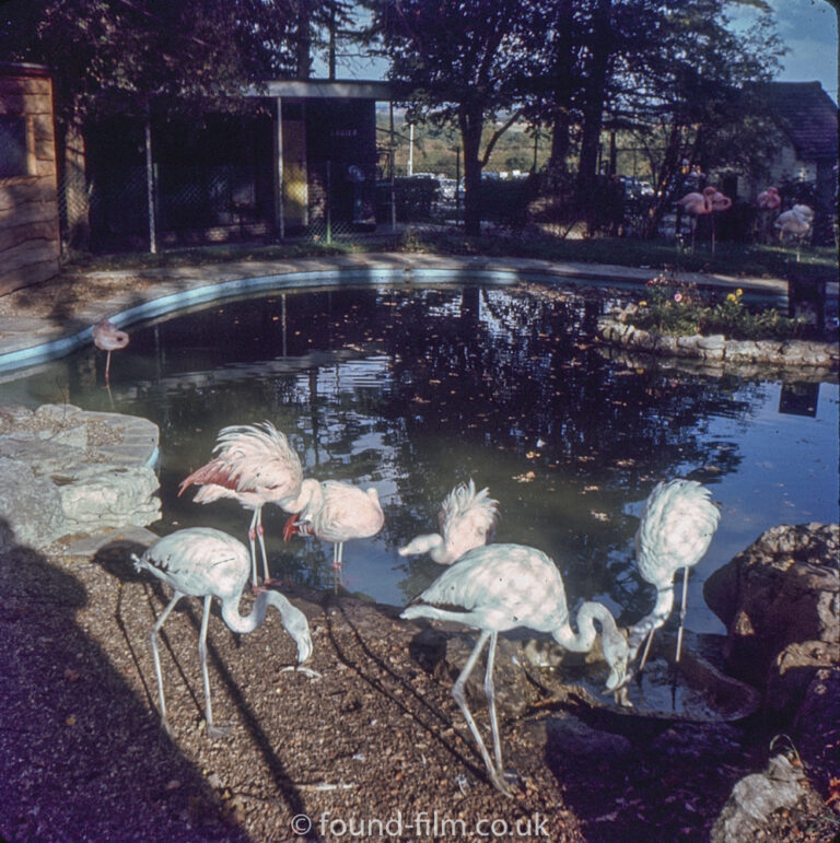 Flamingos next to a pool in a zoo