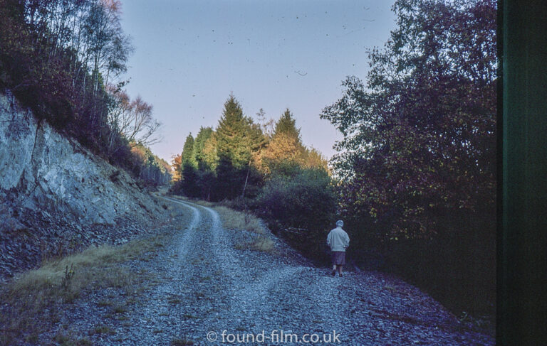 Forest at Talybont