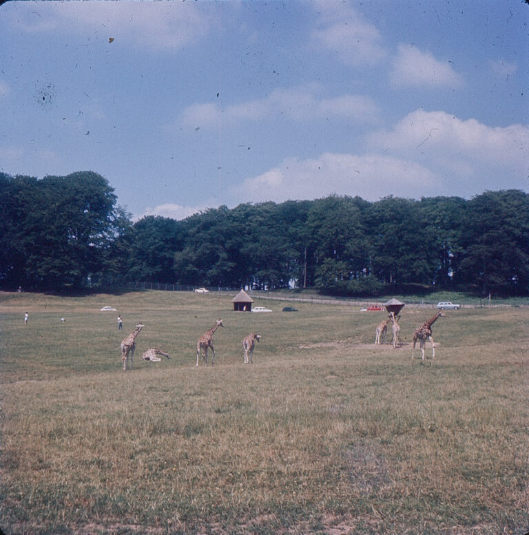 Giraffes in safari park