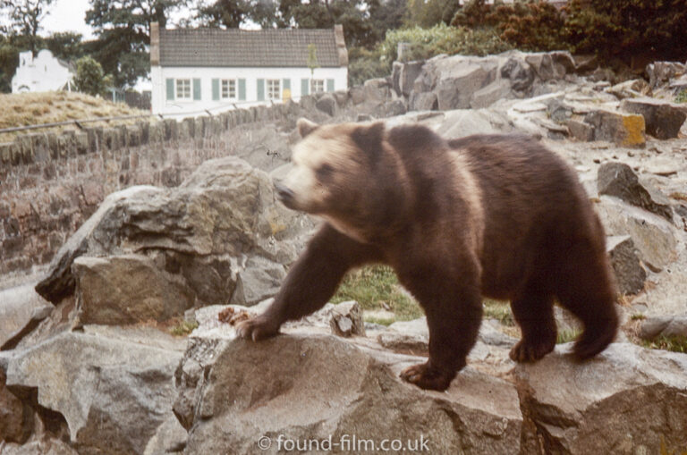 Large brown bear