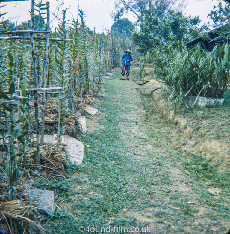 Mowing a path in a Singapore garden or plantation in the early 1960s