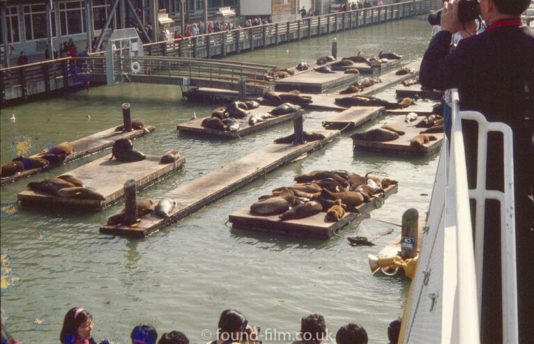 Sea lions on Pier 39