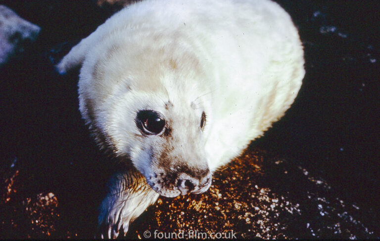 Seal pup