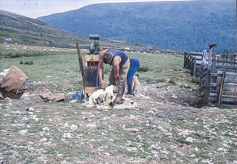 Two people shearing sheep on a hillside