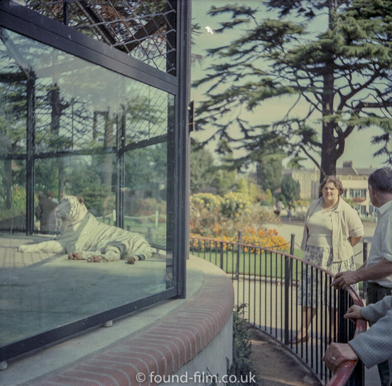 Tiger in a glass panelled cage at a Zoo