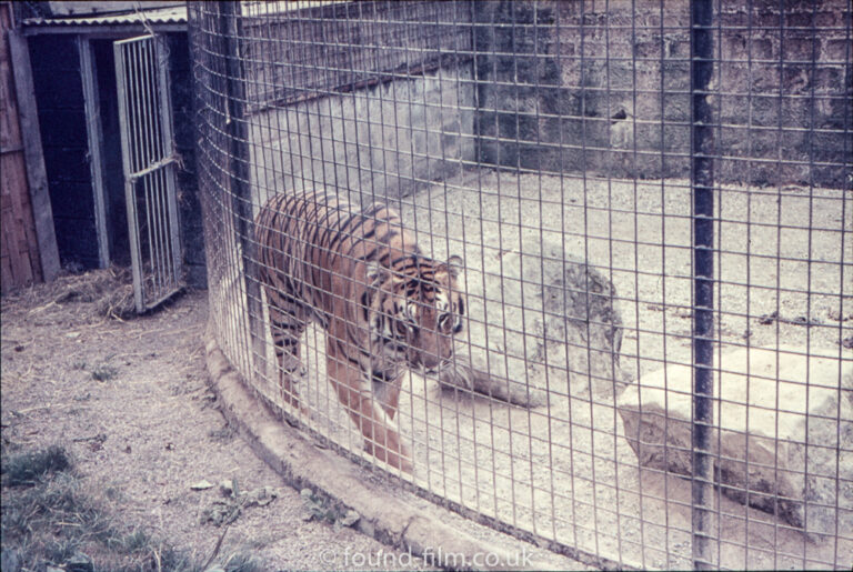 Tiger behind a cage in a zoo