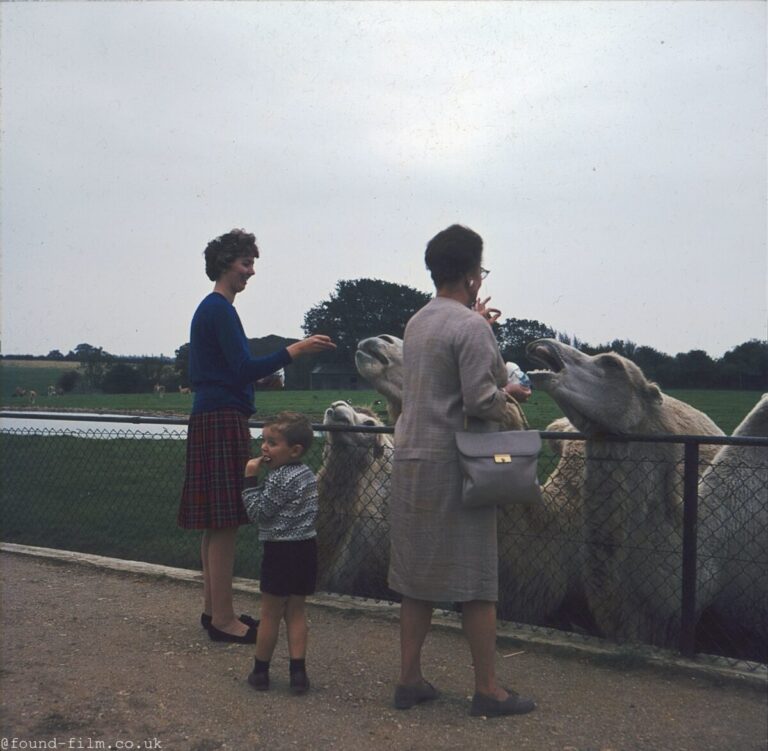 two-women-and-a-boy-feeding-camels.jpg