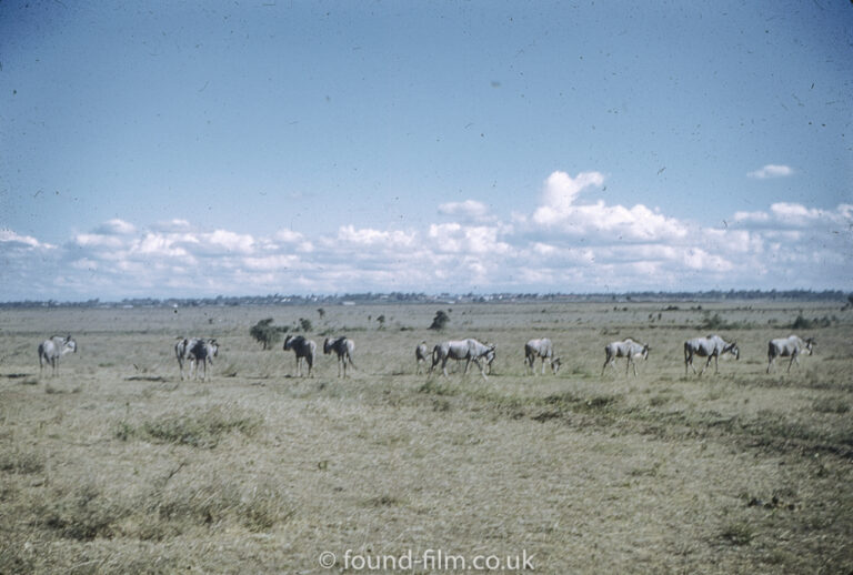 Wildebeest grazing in the wild