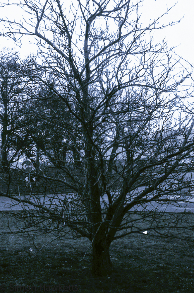 Yashica MG-1 sample pictures - A tree