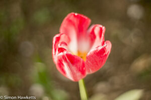 Pentacon 50mm f/1.8 sample pictures - Tulip