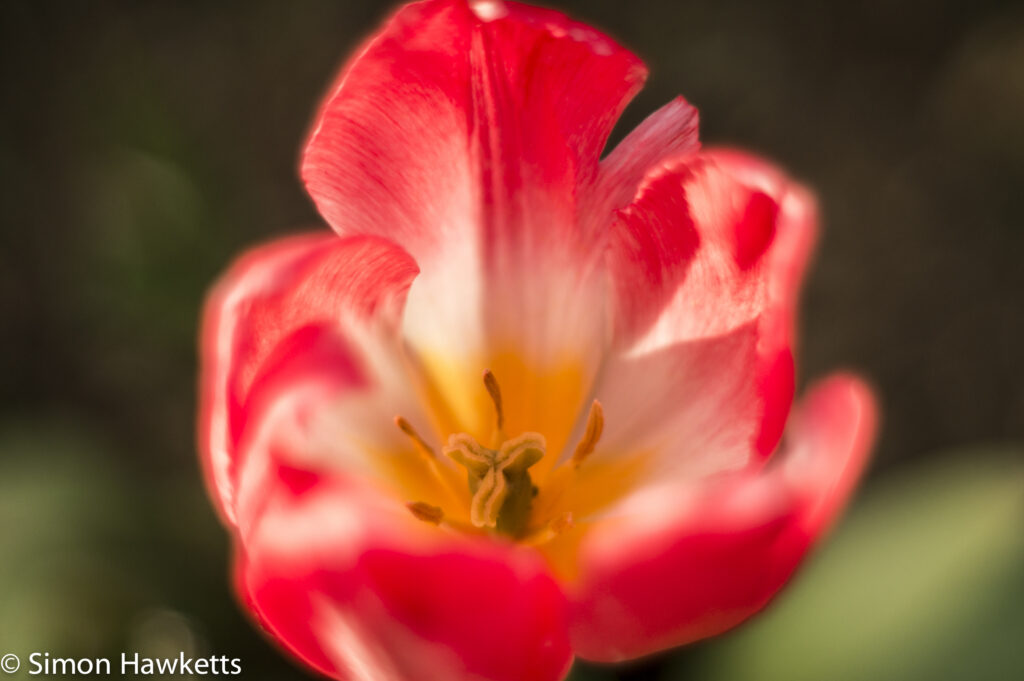 Pentacon 50mm f/1.8 sample pictures - Tulip