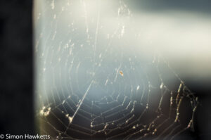 Pentacon 50mm f/1.8 sample pictures - Spiders web