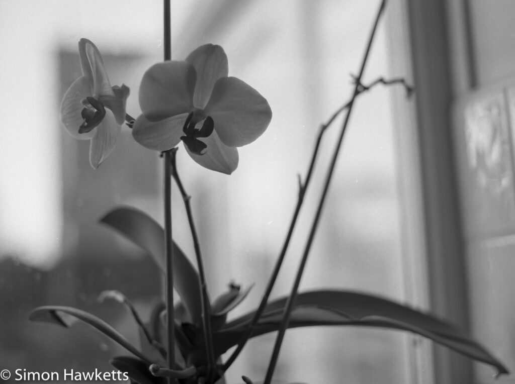 bronica etrsi orchid on our window sill