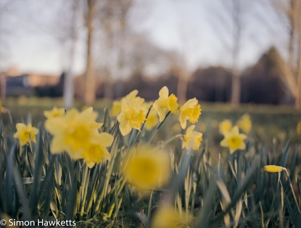 bronica etrsi portra 160 colour pictures daffodils