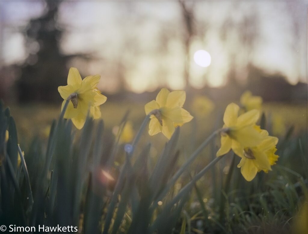 Bronica ETRsi sample photos - Soft daffodils