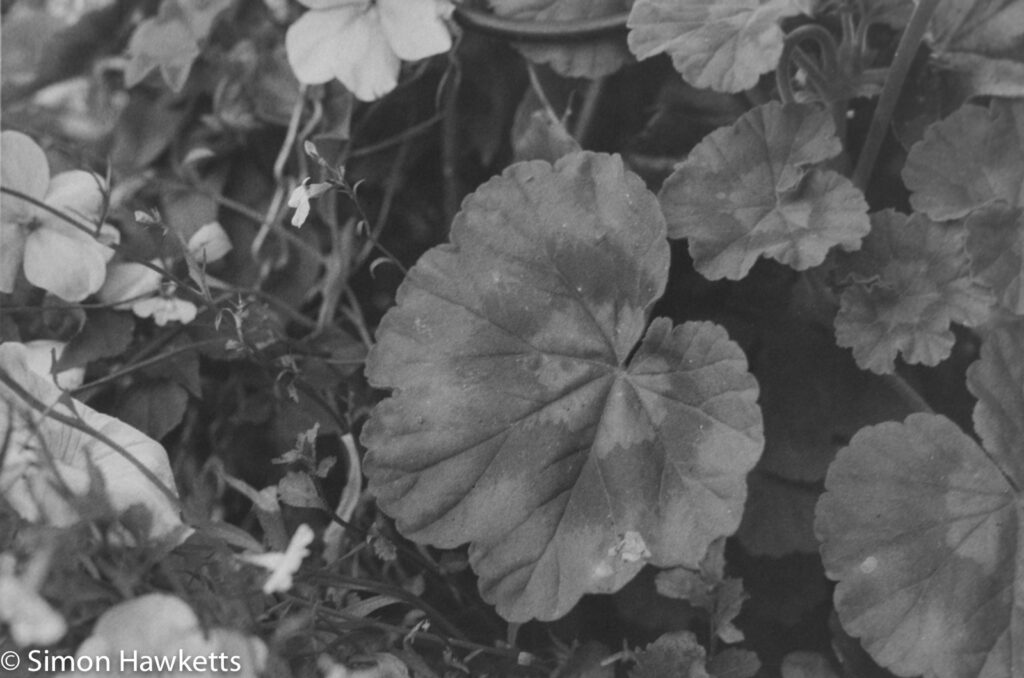 caffenol c m and fomopan 200 sample picture geranium leaf