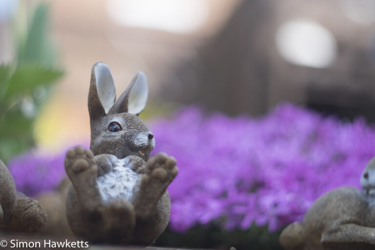 Carl Zeiss Jena Pancolar 50mm f/2 on Fuji X-T1 - Garden Rabbit