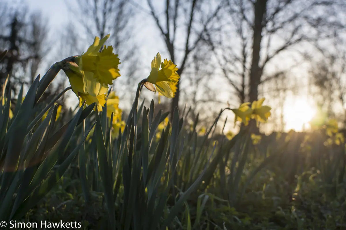 Chinon 28mm f/2.8 M42 lens samples - Daffodils with backlit sunshine