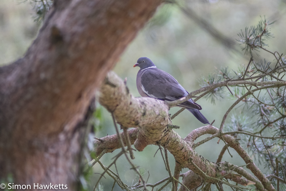chinon auto telephoto 200mm f 3 5 on fuji x t1 pigeon sitting in a tree number 2