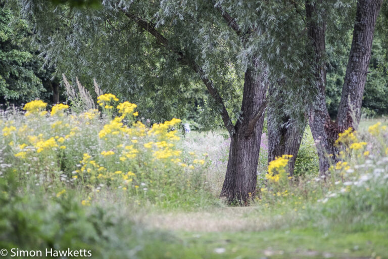 Auto Chinon 200mm Telephoto f/3.5 on fuji x-t1 - Trees