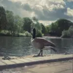 Ciro-Flex TLR sample pictures - A goose at Fairlands Lake