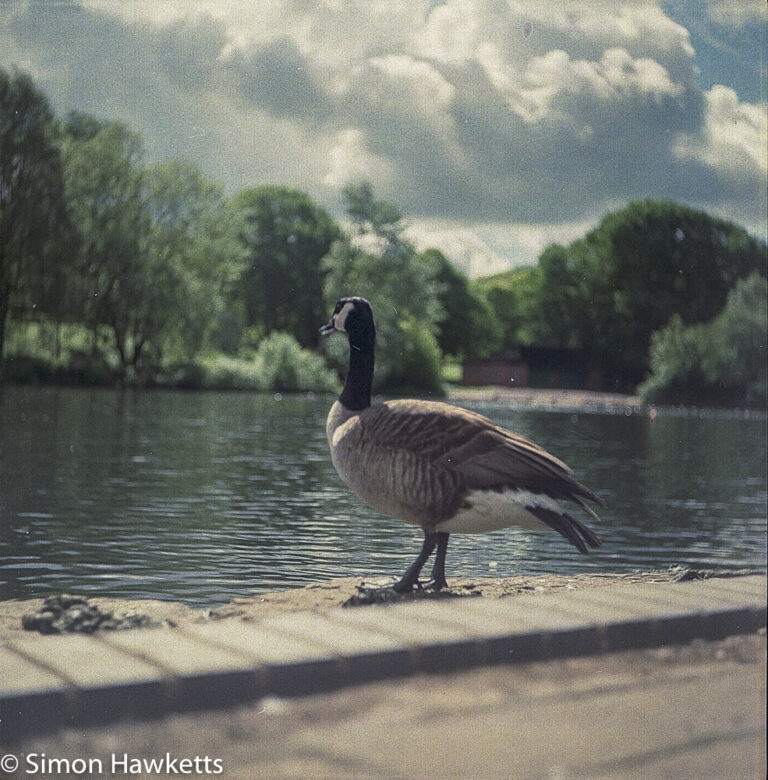 Ciro-Flex TLR sample pictures - A goose at Fairlands Lake