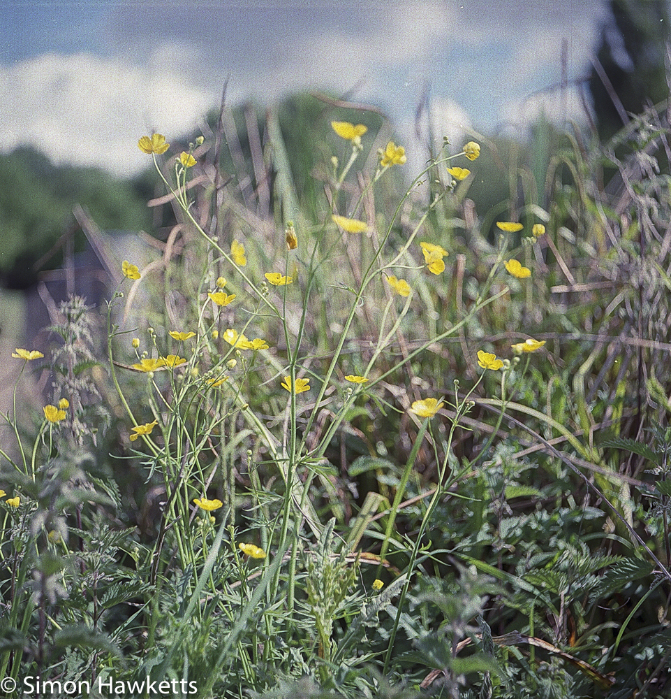 ciro flex tlr sample pictures close up of wild flowers